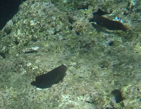 Image of Red-head Blenny