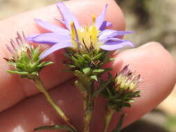 Image of southern prairie aster