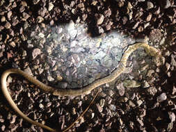 Image of Baja California Coachwhip