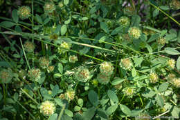 Image of cup clover