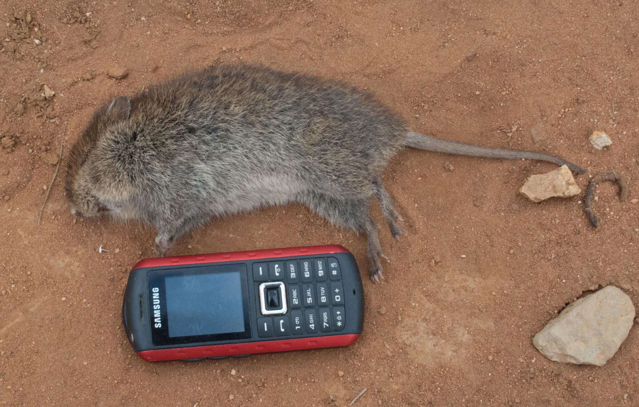 Image of Angoni Vlei Rat -- Angoni Vlei Rat