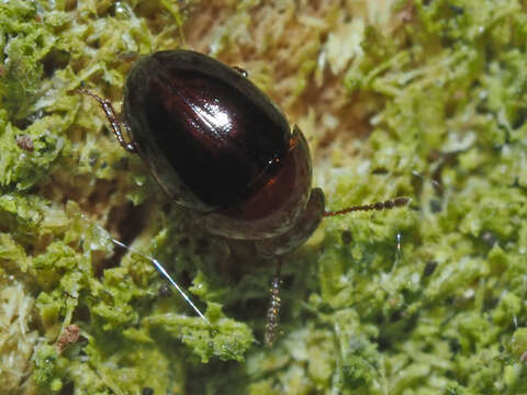 Image of Agathidium (Neoceble) nigripenne (Fabricius 1792)