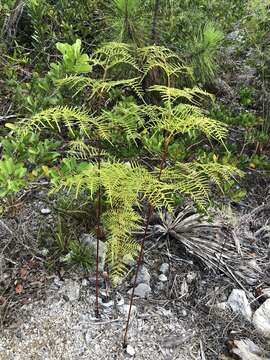 Image of southern brackenfern