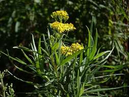 Image of fireweed groundsel