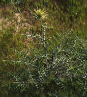 Image of Echinops polyceras Boiss.