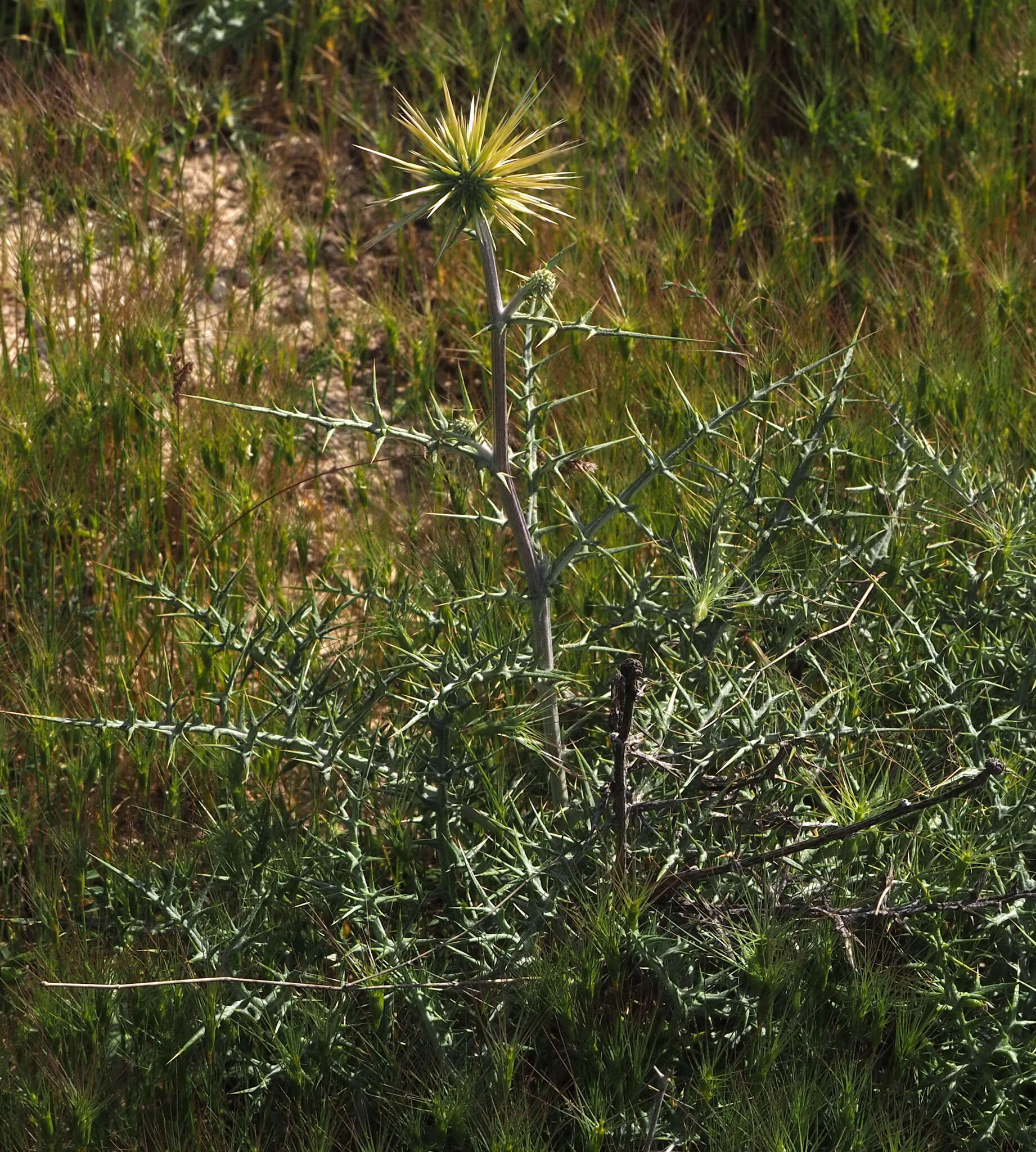 Image of Echinops polyceras Boiss.