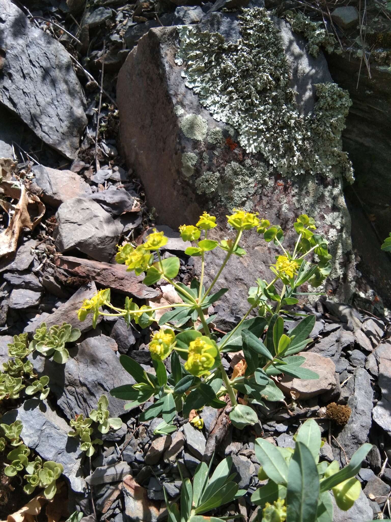 Imagem de Euphorbia iberica Boiss.