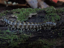 Image of <i>Arthrophaga myriapodina</i>