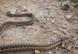 Image of Terrestrial (Wandering) Garter Snake