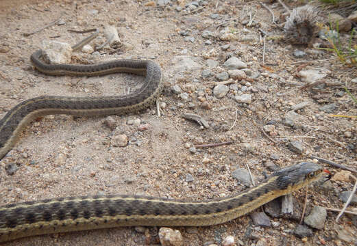 Image of Terrestrial (Wandering) Garter Snake