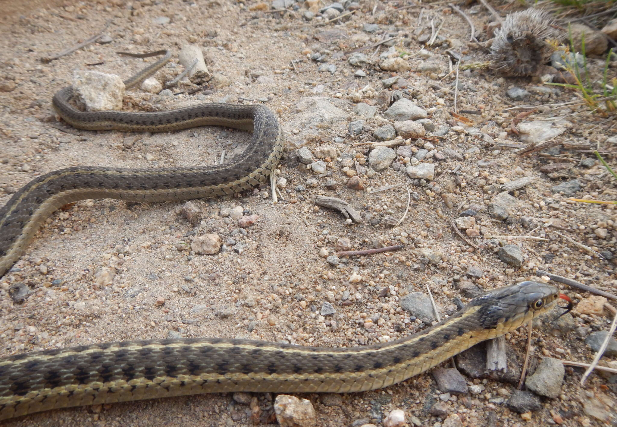 Sivun Thamnophis elegans (Baird & Girard 1853) kuva