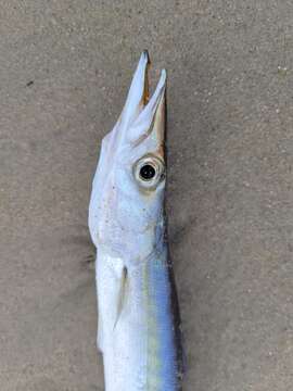 Image of Barracuda