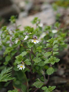 Image of Euphrasia matsumurae Nakai