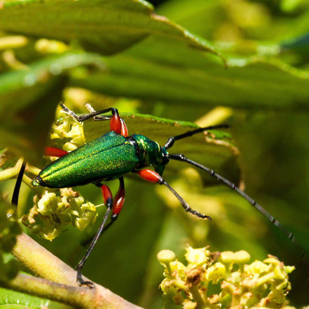 Image of Philematium virens (Linné 1758)