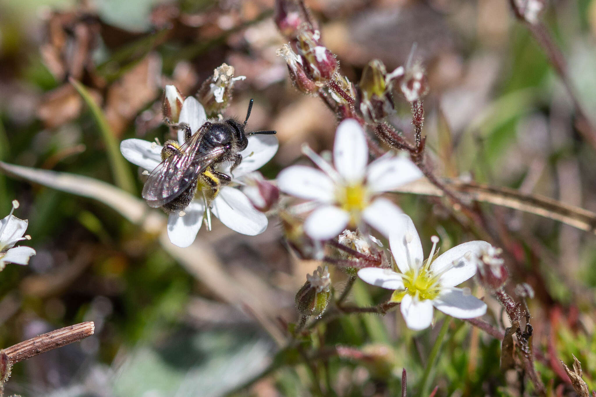 Dufourea paradoxa (Morawitz 1867) resmi