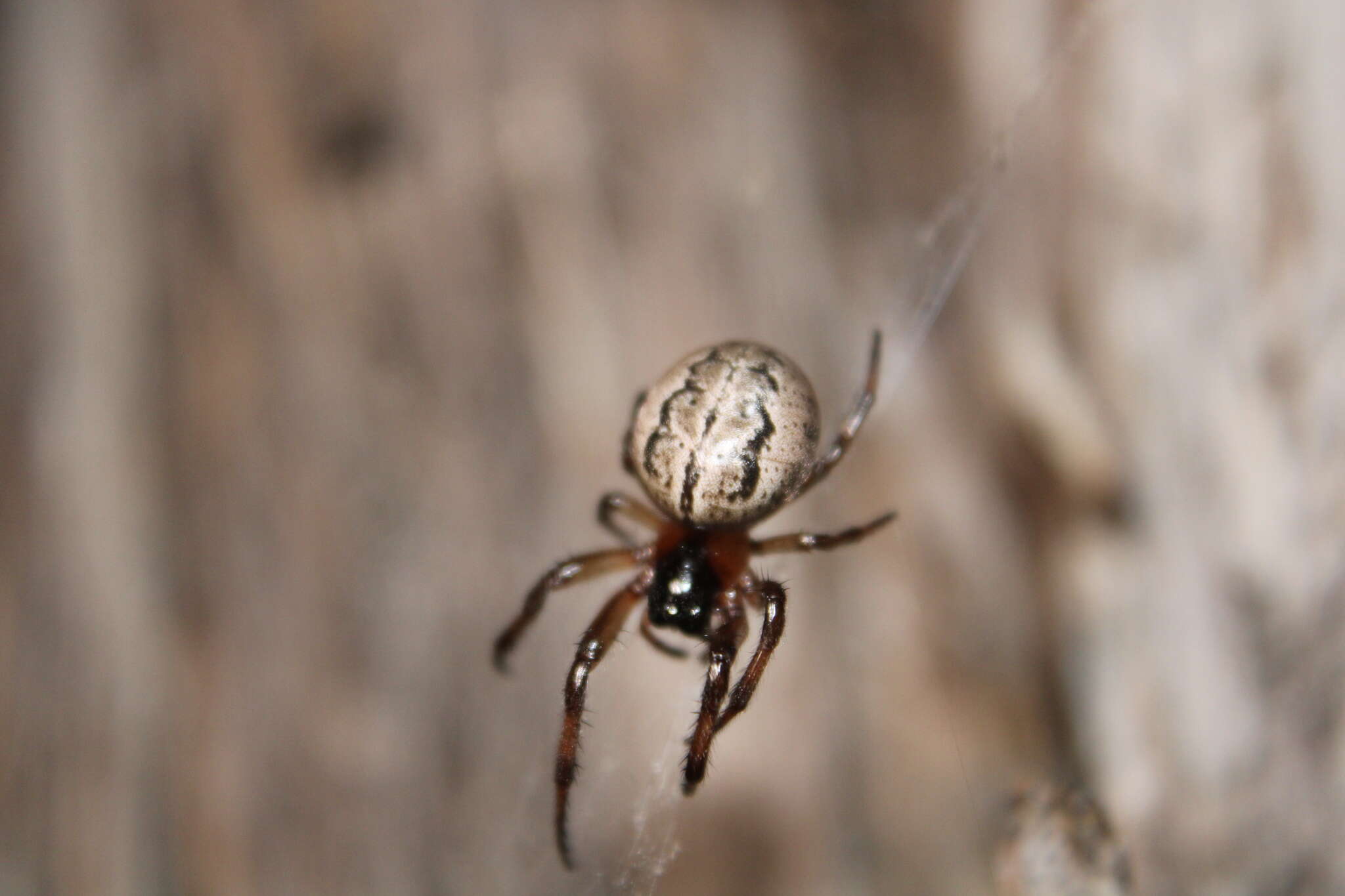 Imagem de Metazygia wittfeldae (McCook 1894)