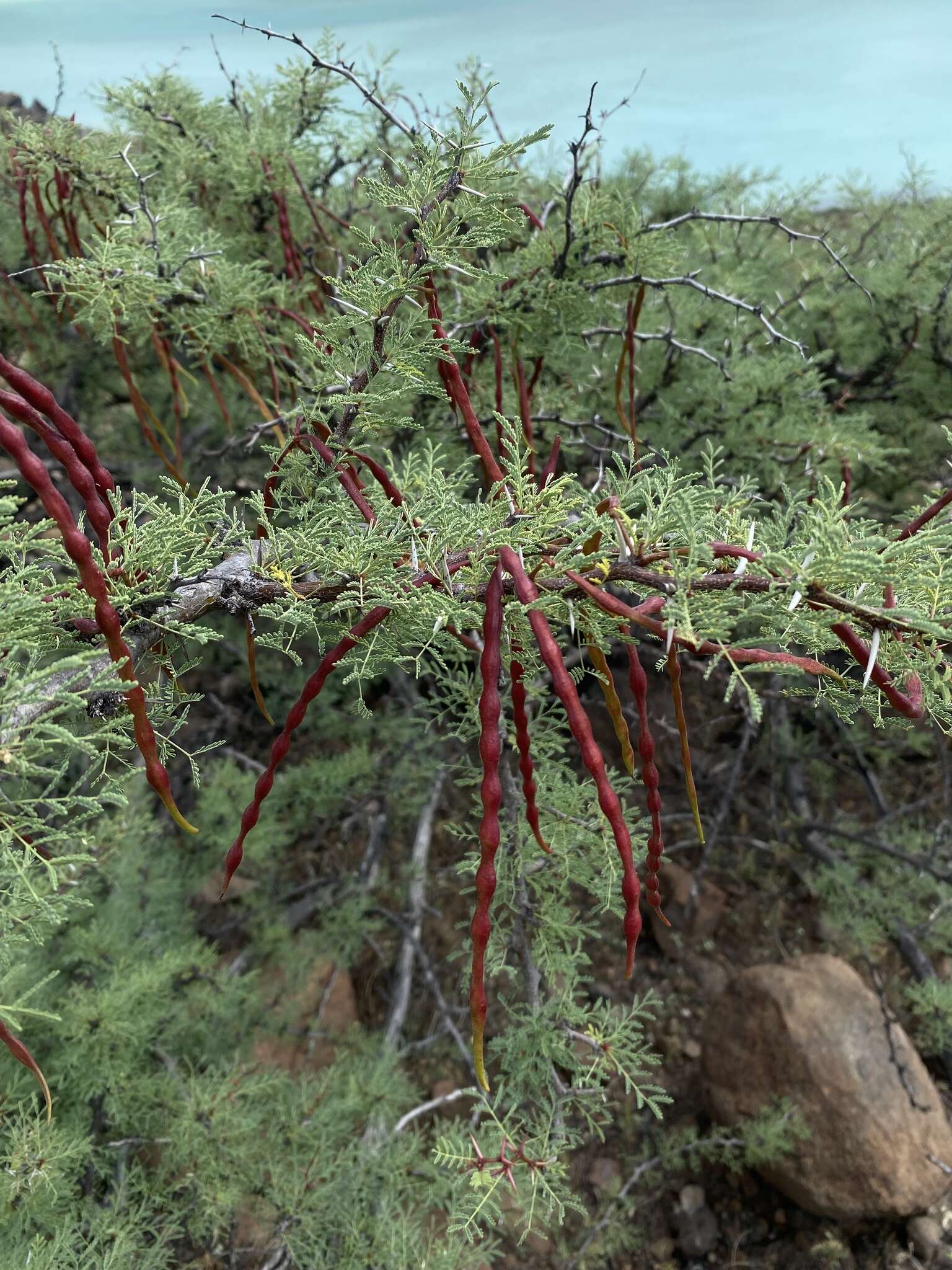 Image of Vachellia pacensis (Rudd & A. M. Carter) Seigler & Ebinger