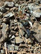 Image of Talus Fritillary