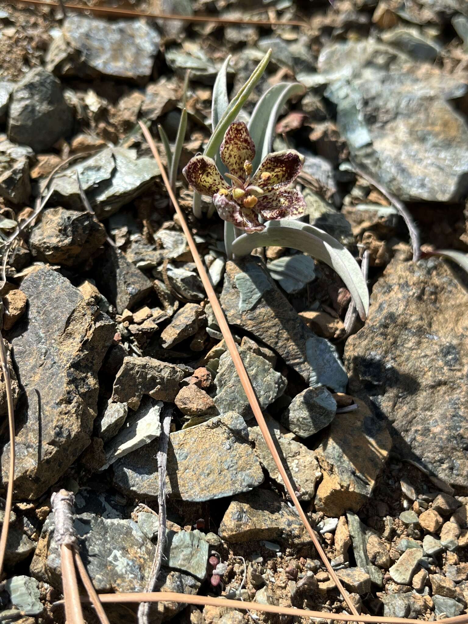 Image of Talus Fritillary