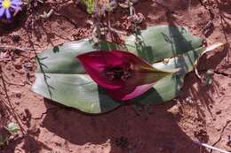 Image of Androcymbium burchellii subsp. pulchrum (Schltr. & K. Krause) Pedrola, Membrives, J. M. Monts. & Caujapé