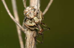 Image of Xysticus audax (Schrank 1803)