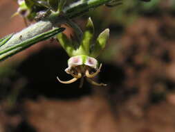 Image of Miraglossum pulchellum (Schltr.) F. K. Kupicha