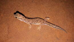 Image of Beaked Gecko