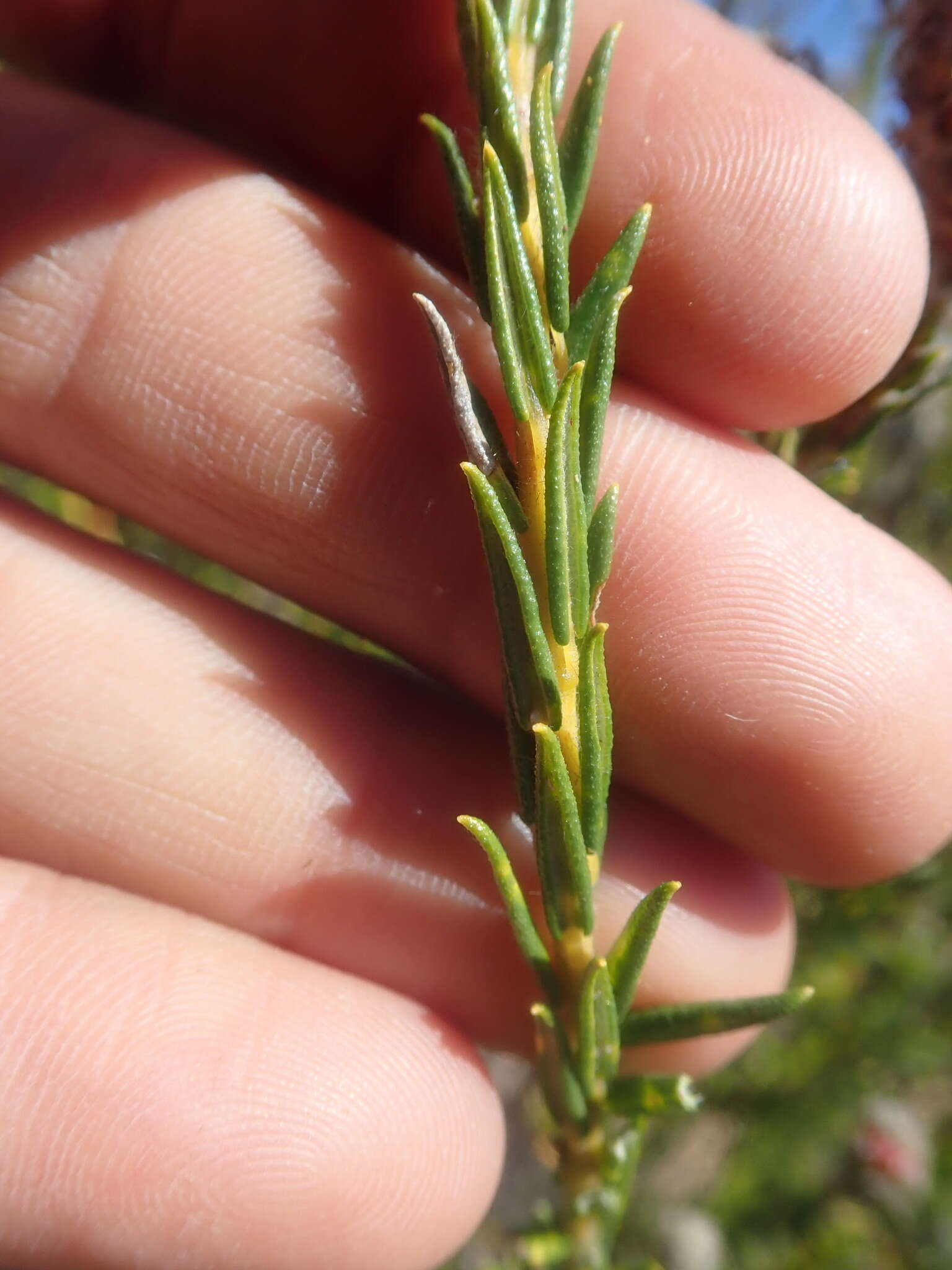 Image of Phylica cylindrica Wendl.