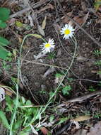 Image of Brachyscome diversifolia (Hook.) Fischer & C. Meyer