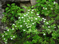 Plancia ëd Physocarpus opulifolius var. intermedius (Rydb.) B. L. Robins.