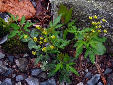 Image of Meadow Alexanders