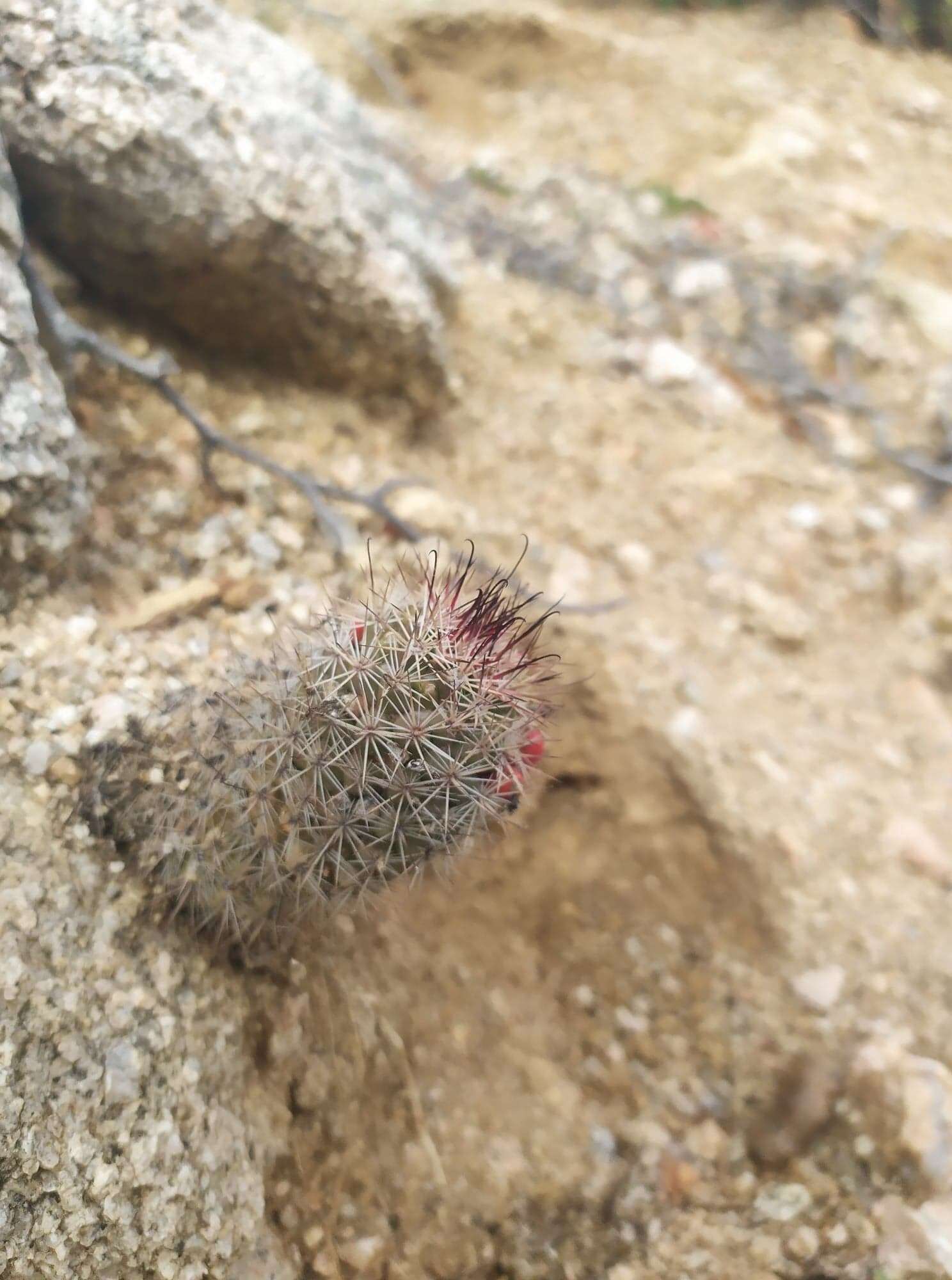 Image of Mammillaria albicans subsp. fraileana (Britton & Rose) D. R. Hunt