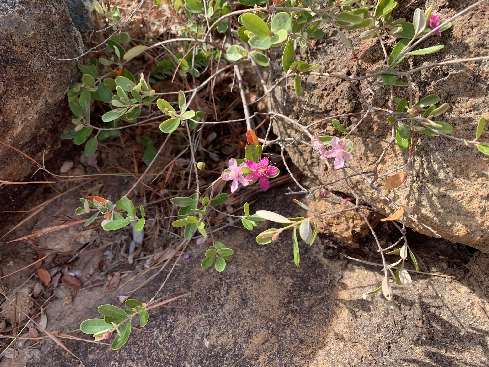 Слика од Lithomyrtus obtusa (Endl.) N. Snow & G. P. Guymer