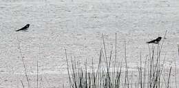 Image of Hirundo rustica rustica Linnaeus 1758