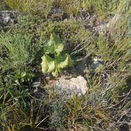 Image of Ligularia robusta (Ledeb.) DC.