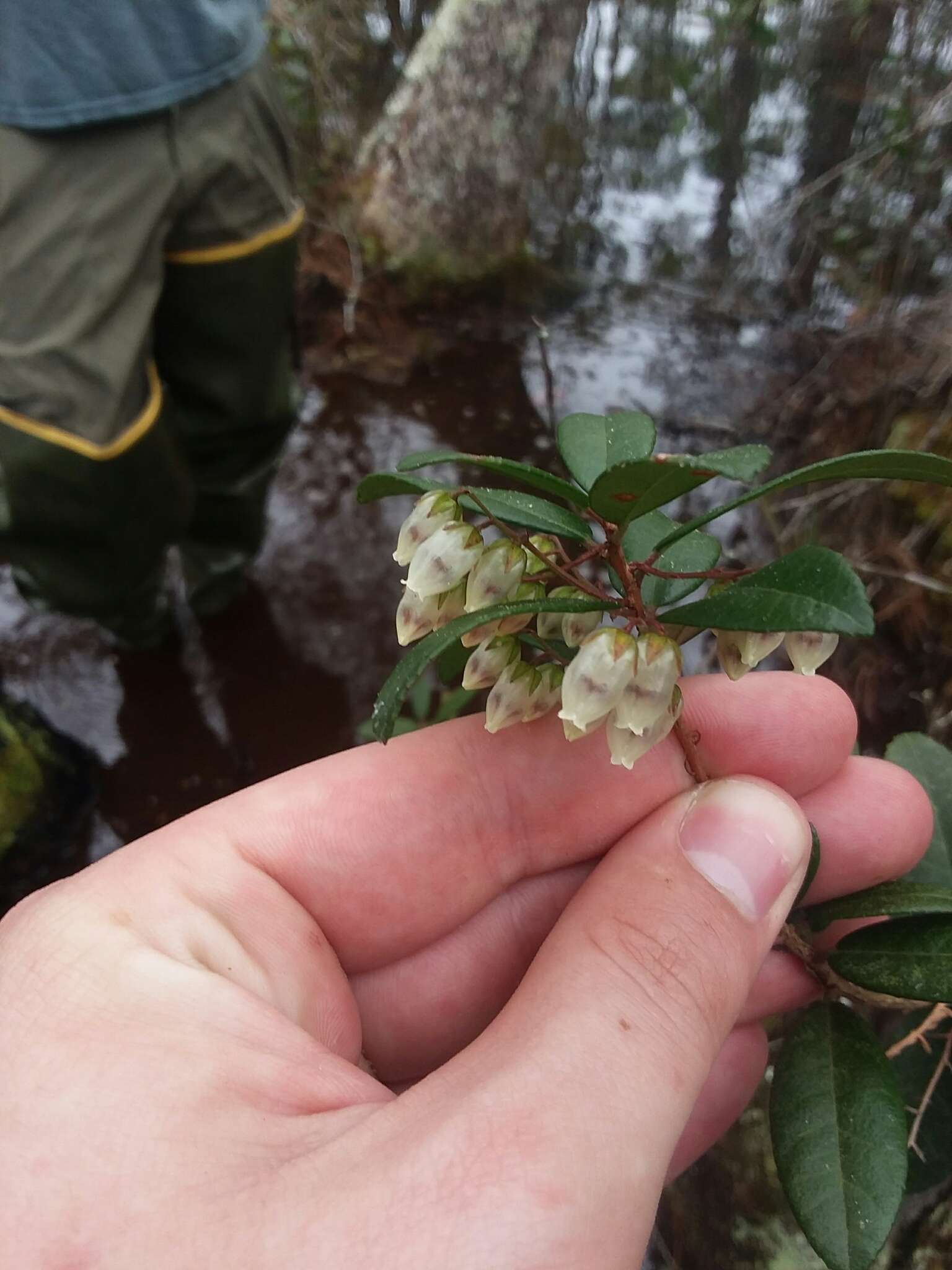 Image of Climbing Fetterbush