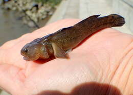 Image of Shimofuri Goby