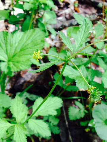 Plancia ëd Geum vernum (Raf.) Torr. & Gray