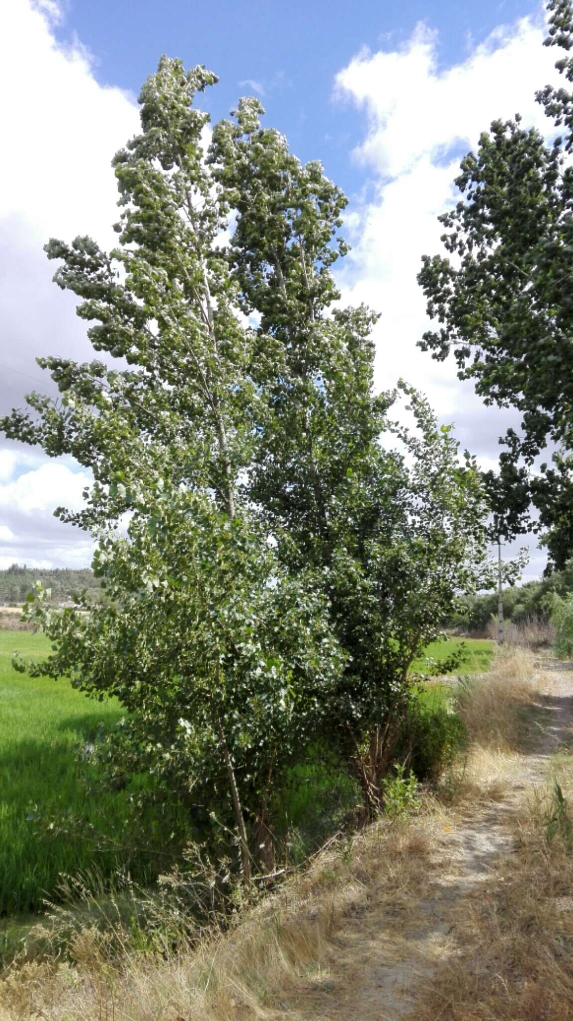 Image of Populus nigra L.