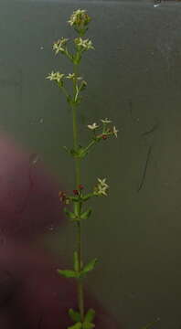 Plancia ëd Galium gaudichaudii DC.