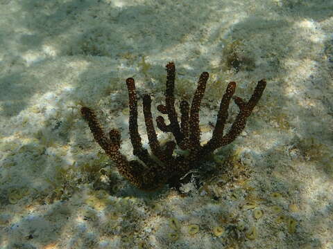 Image of Black Sea rod