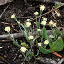 Image of Millotia myosotidifolia (Benth.) Steetz