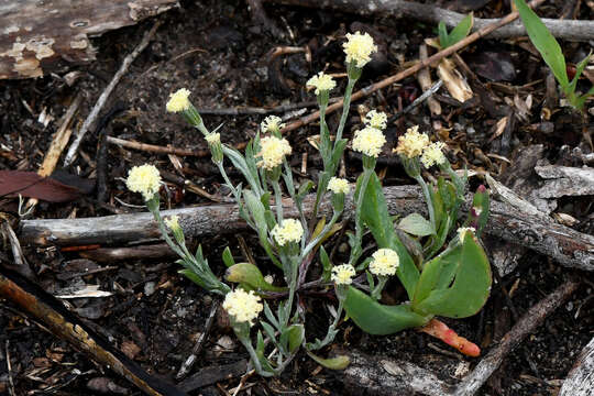 Sivun Millotia myosotidifolia (Benth.) Steetz kuva