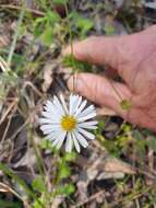 Слика од Brachyscome microcarpa F. Müll.