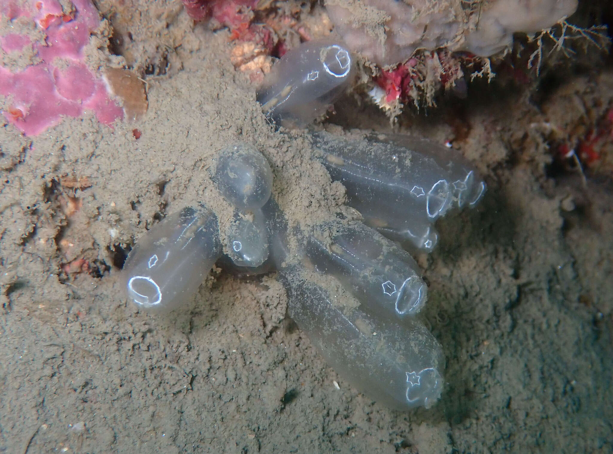 Image of football ascidian