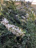 Image of pine barren goldenrod
