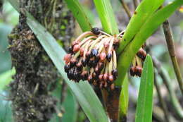 Image of Maxillaria fulgens (Rchb. fil.) L. O. Williams