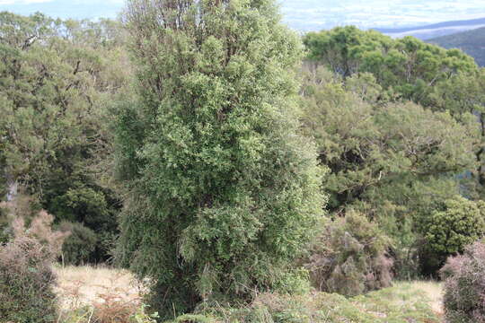 Imagem de Hoheria angustifolia Raoul