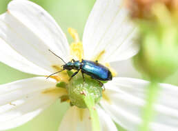 Image of Lebia (Lebia) viridis Say 1823