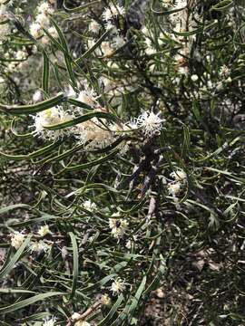 Image of Hakea stenocarpa R. Br.